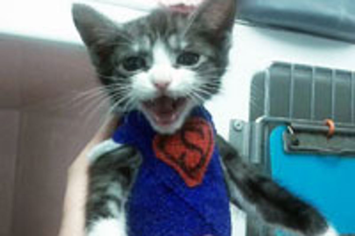 Kitty with Deformity Becomes Superkitten