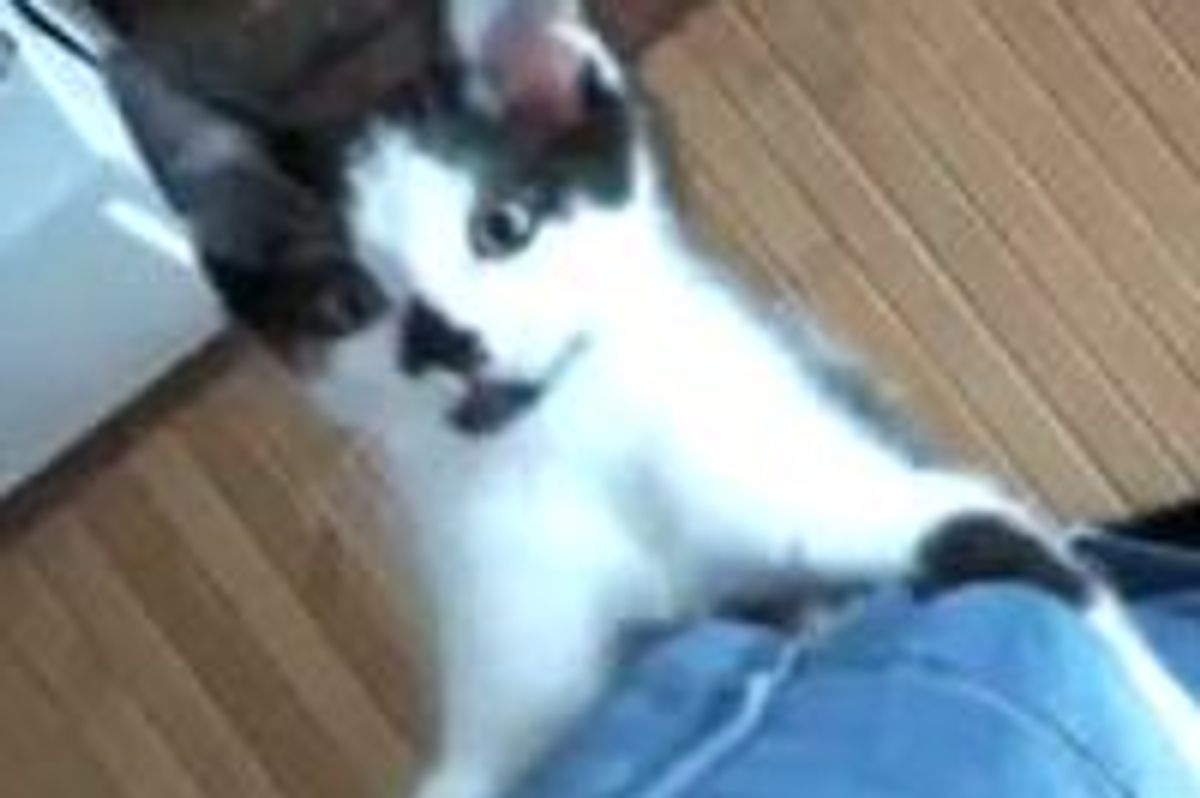 Kodi Spidercat Climbs His Cat Tree