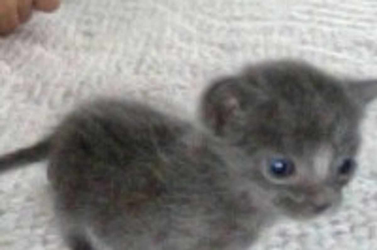 Teeny Farm Kitty, Little Survivor