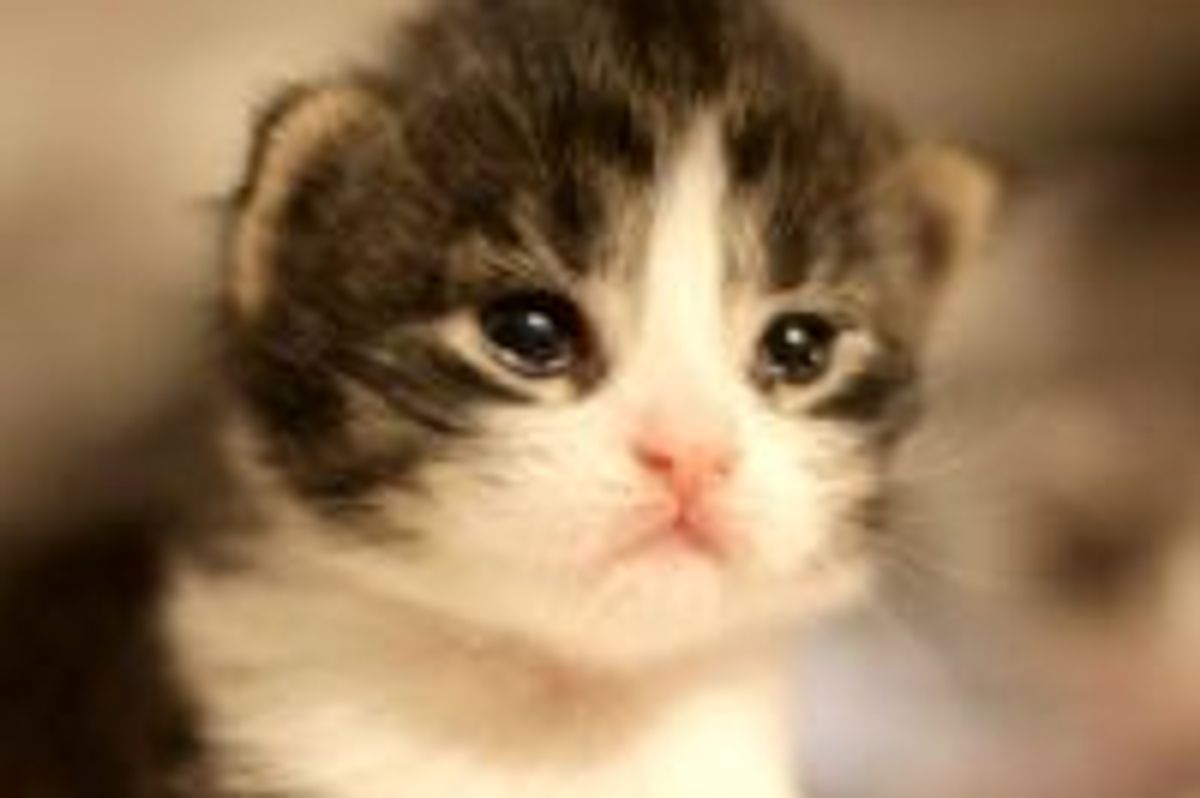 Opal the Kitten from Shelter to Forever Home