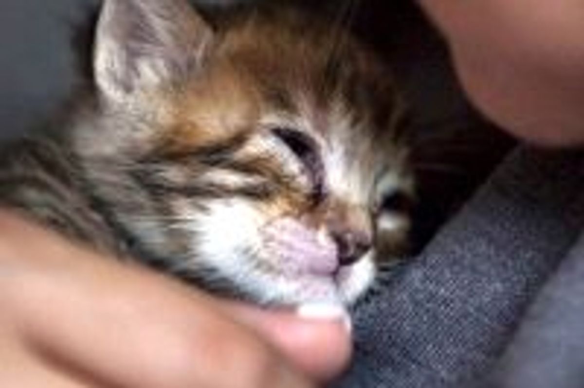 Turtle the Attic Kitty Survives Against All Odds