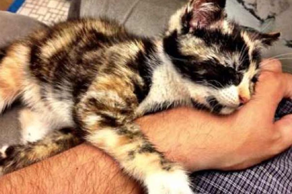 Saved by Stroke of Luck, Calico Kitten Rescued from Moving Mercedes