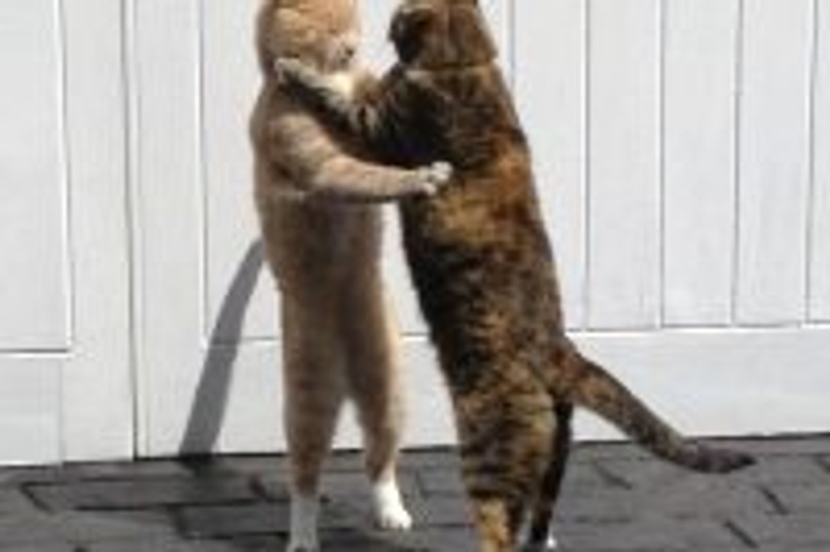 Cats Don't Fight, They Dance!