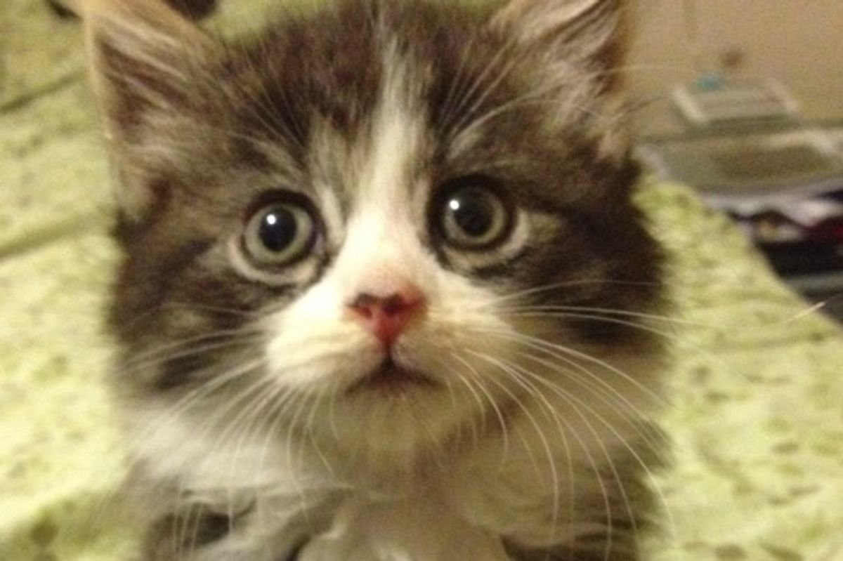 Meet Ruby!