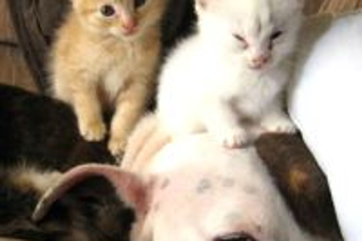 Dog Fosters Fuzzy Little Kittens