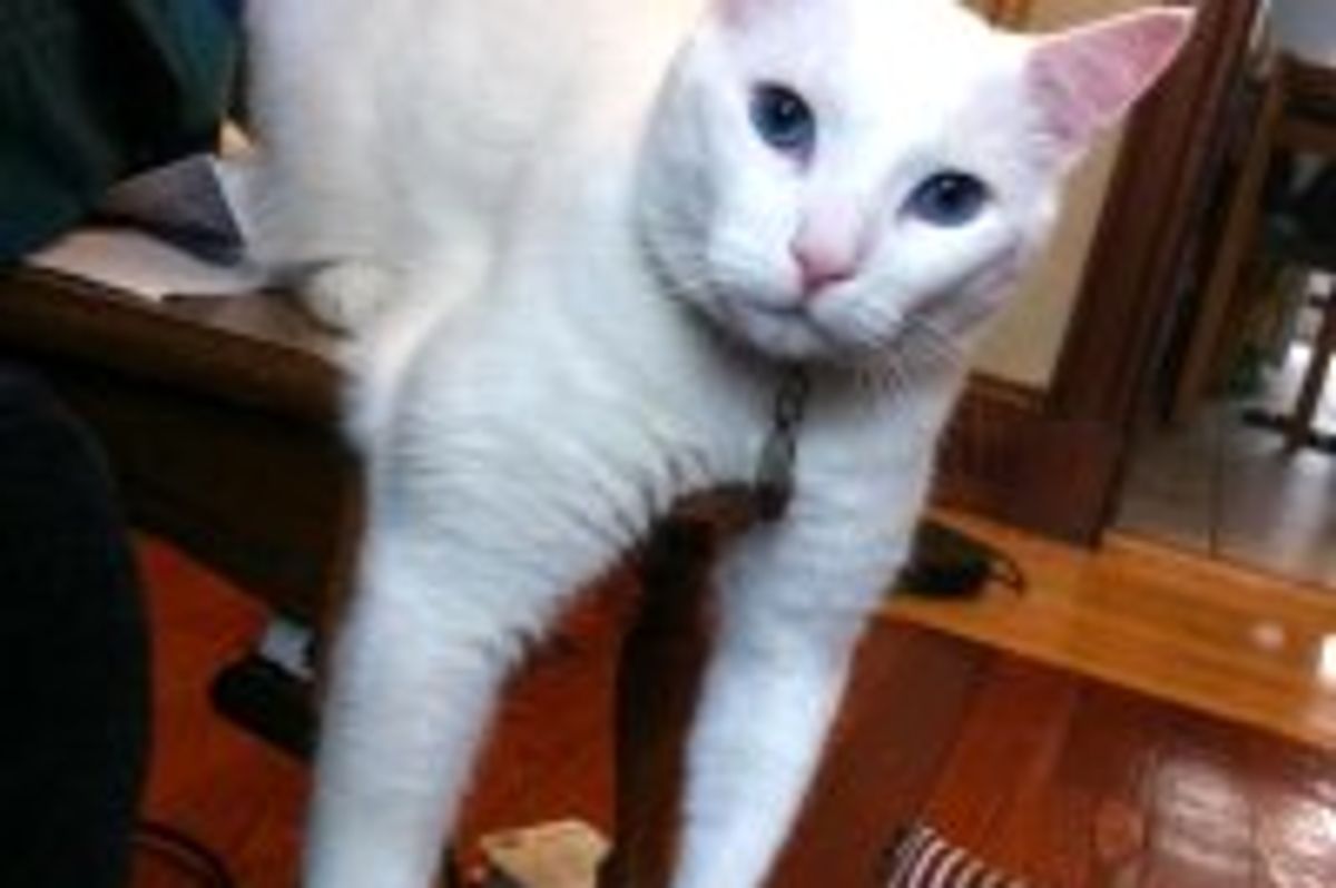 Vet Tech Adopts Deaf Cat Who was Unwanted