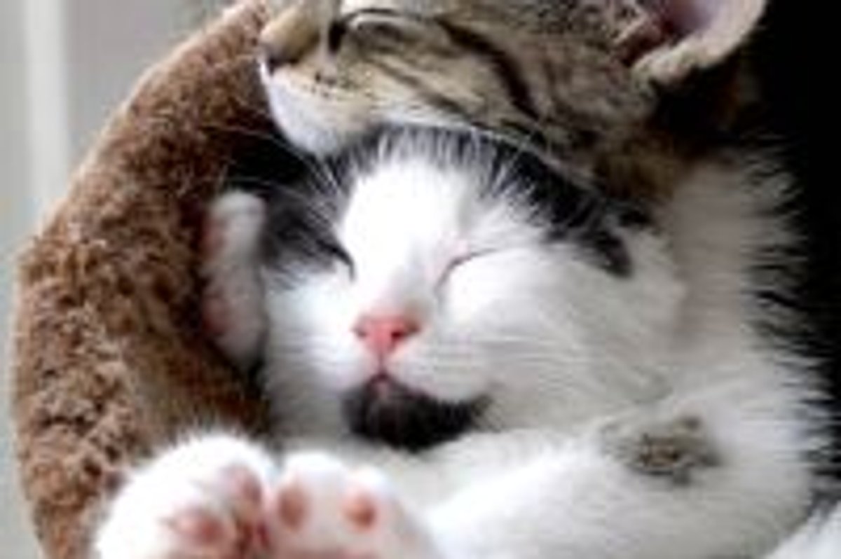 Inseparable Sisters