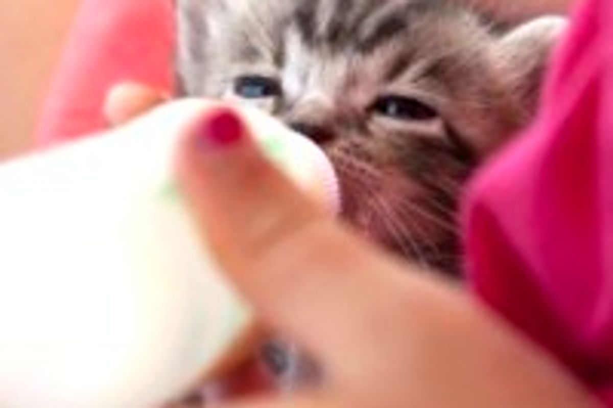 Hungry Rescue Kitties Feeding Time