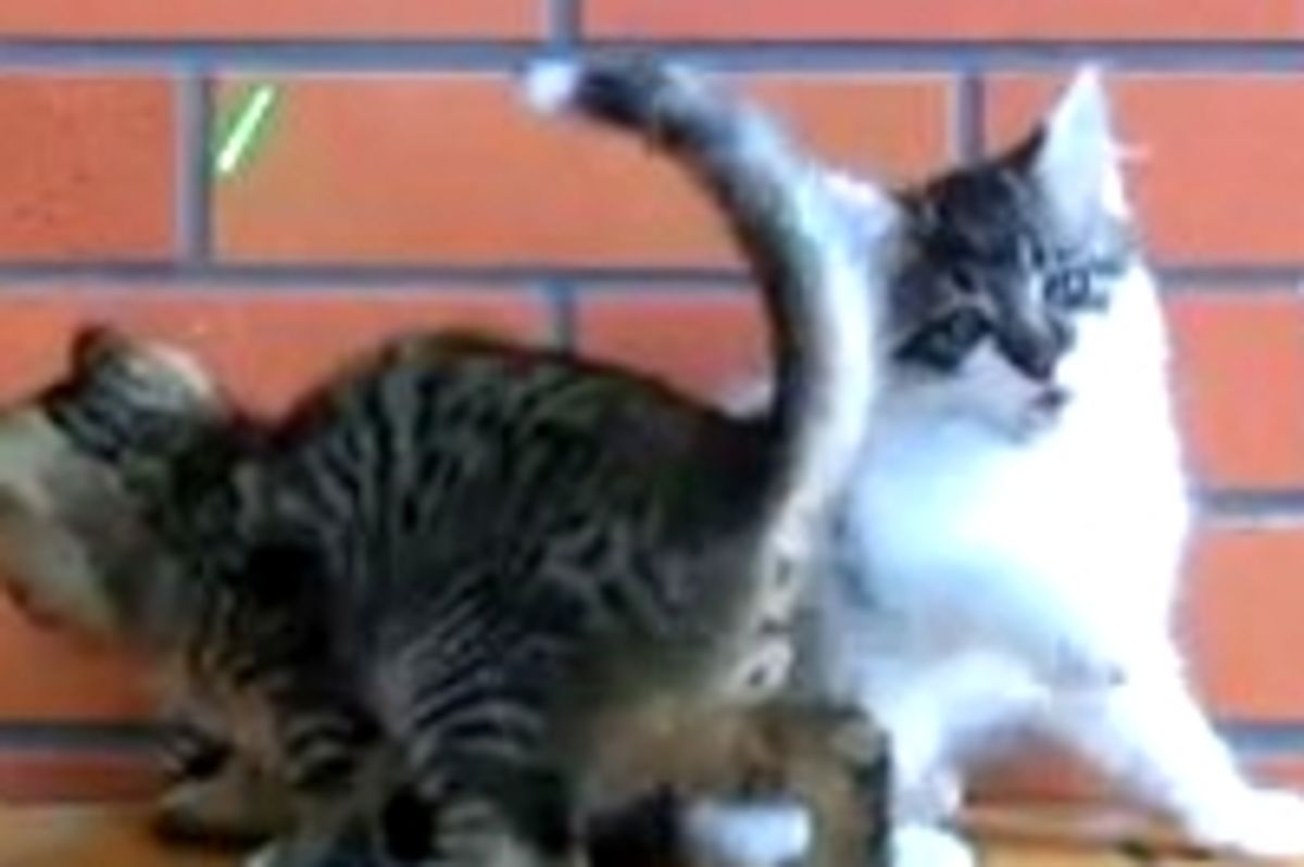 Two Kittens Playing Together: One Focused, The Other Distracted