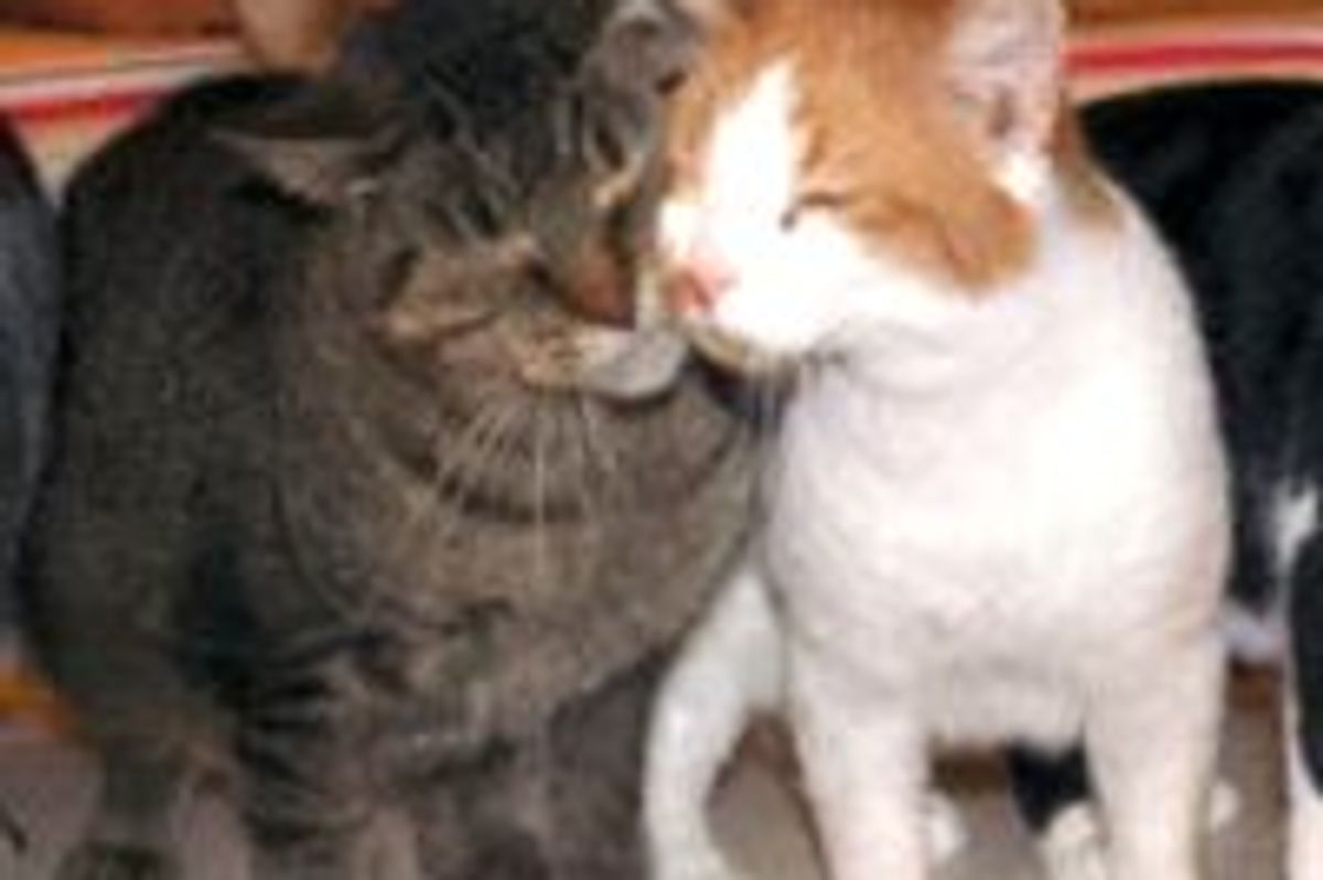 A Dream Place for Special Needs Rescue Cats, Rustic Hollow, Cage Free Sanctuary