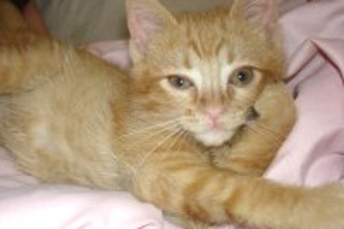 Maggie the Ginger Girl