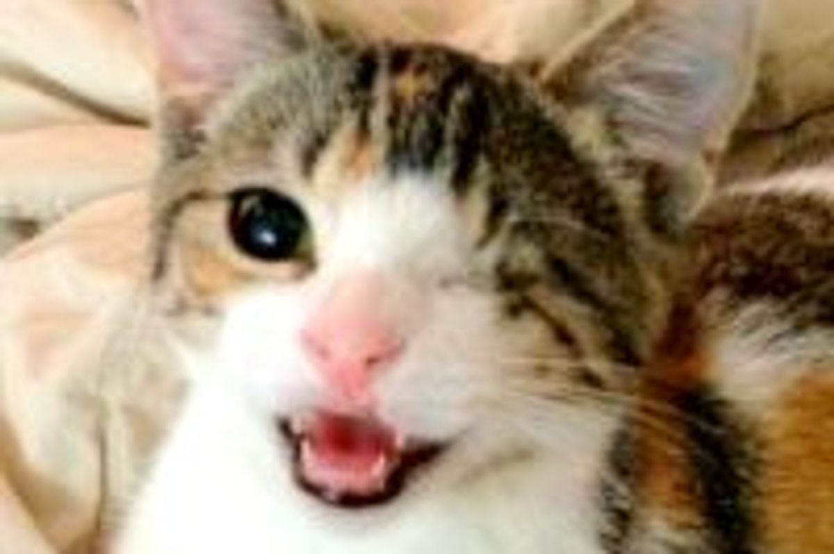 Story of Elle the Kitty With One Eye and a Cleft Palate