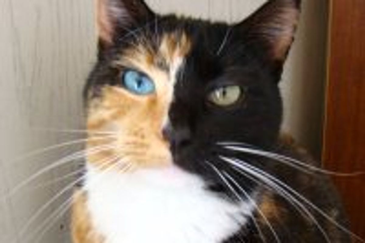 Whiskey Anne the Odd-eyed Two-Faced Rescue Stray