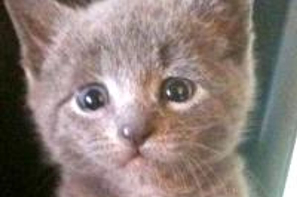 Rescue Kitty Becomes Real Prince