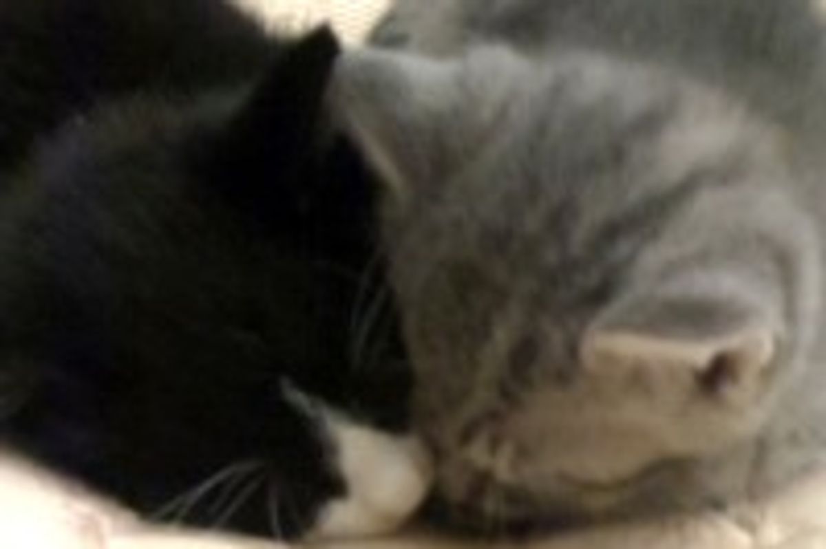 Stray Kittens Crept Their Way into the Heart of Person Who Rescued Them