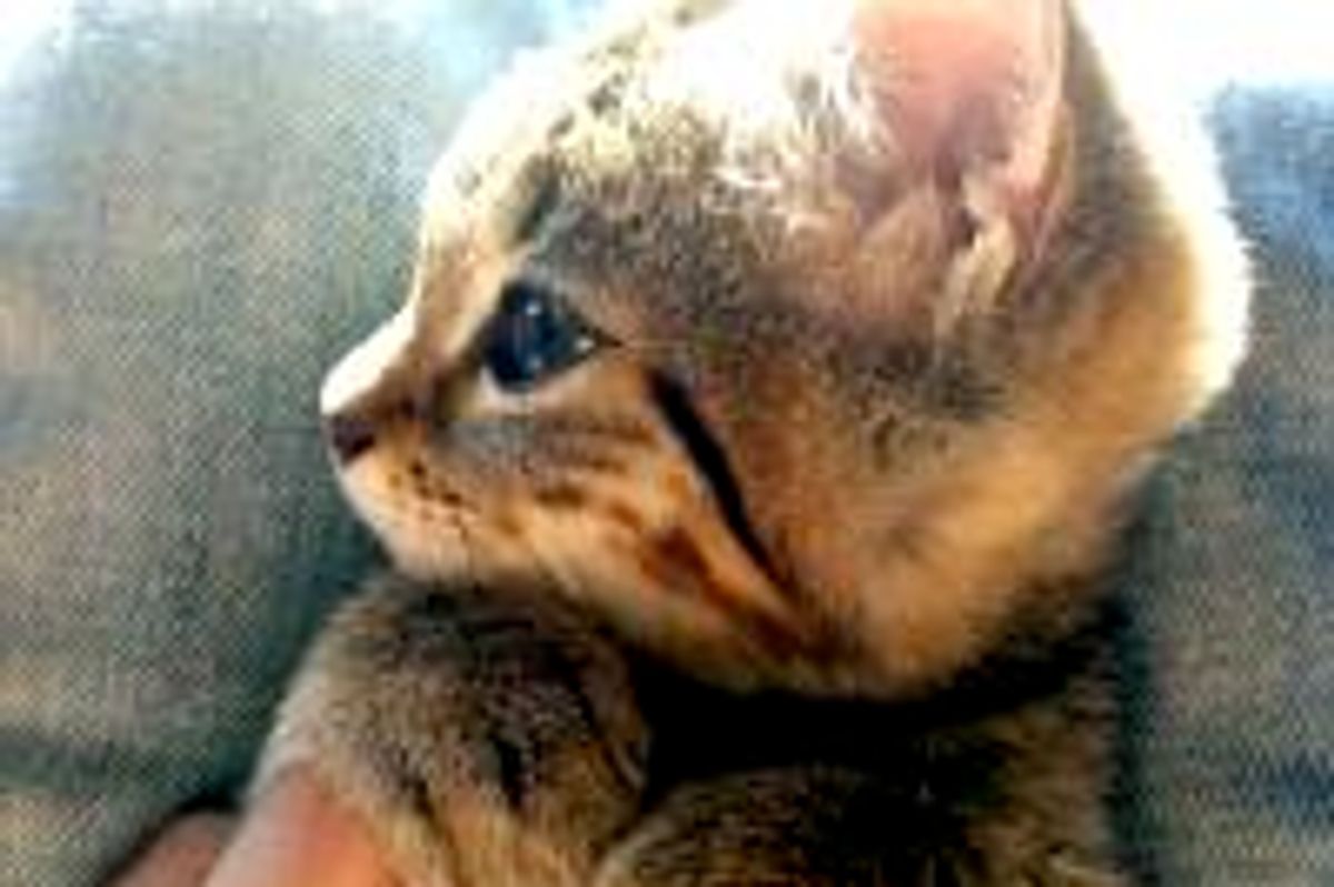 Rescue Bengal Sketches Can't Walk, But She is Full of Life