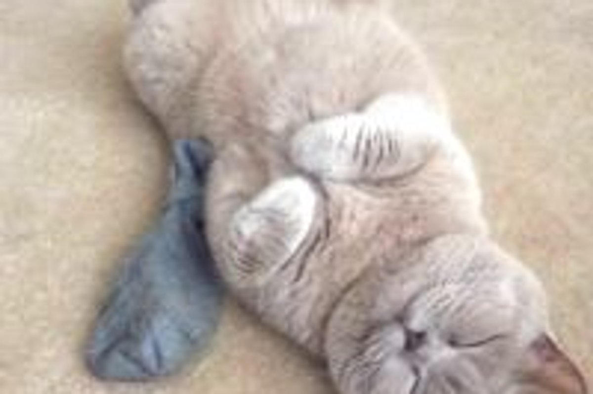 Catnip Coma