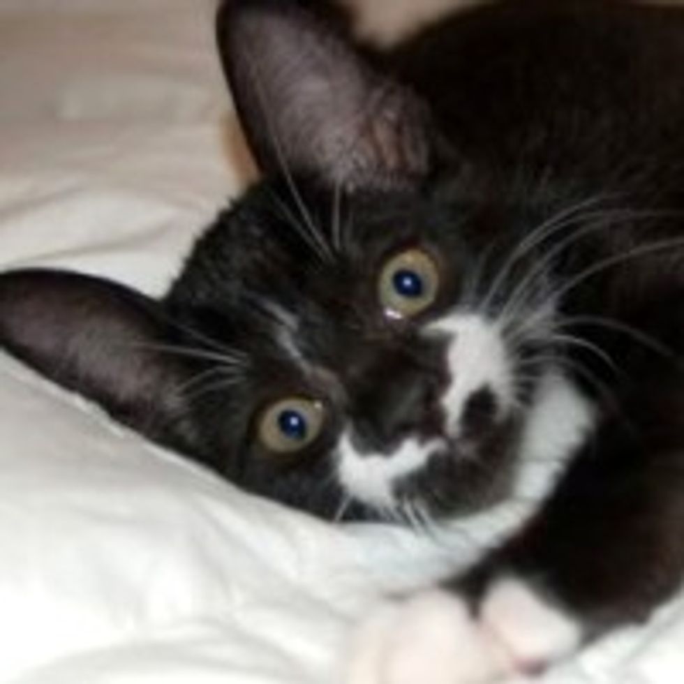 Rufio the Rescue Kitty with Bat-Stache