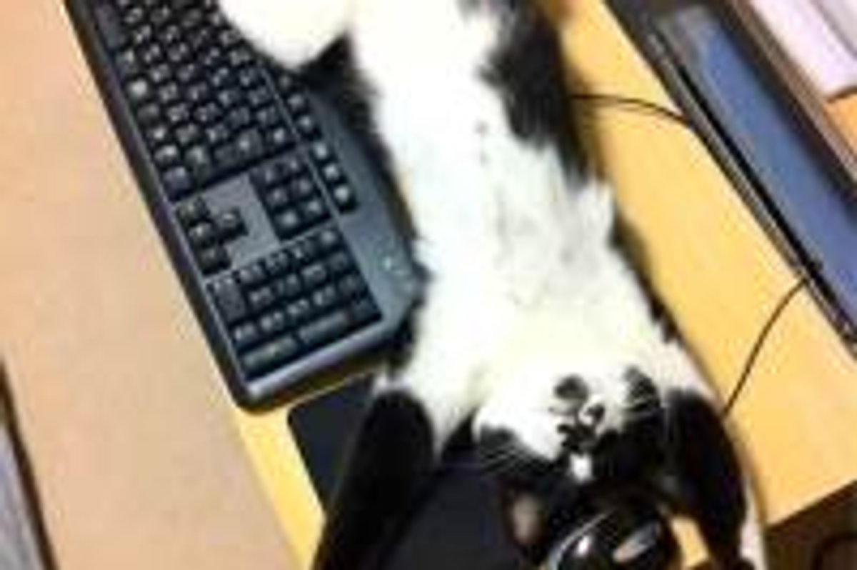 Kitty Occupies Computer Desk