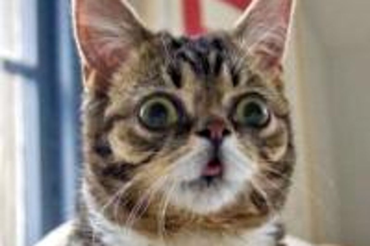 Bub the Toothless Dwarf Kitty with Bulging Eyes and a Happy Face