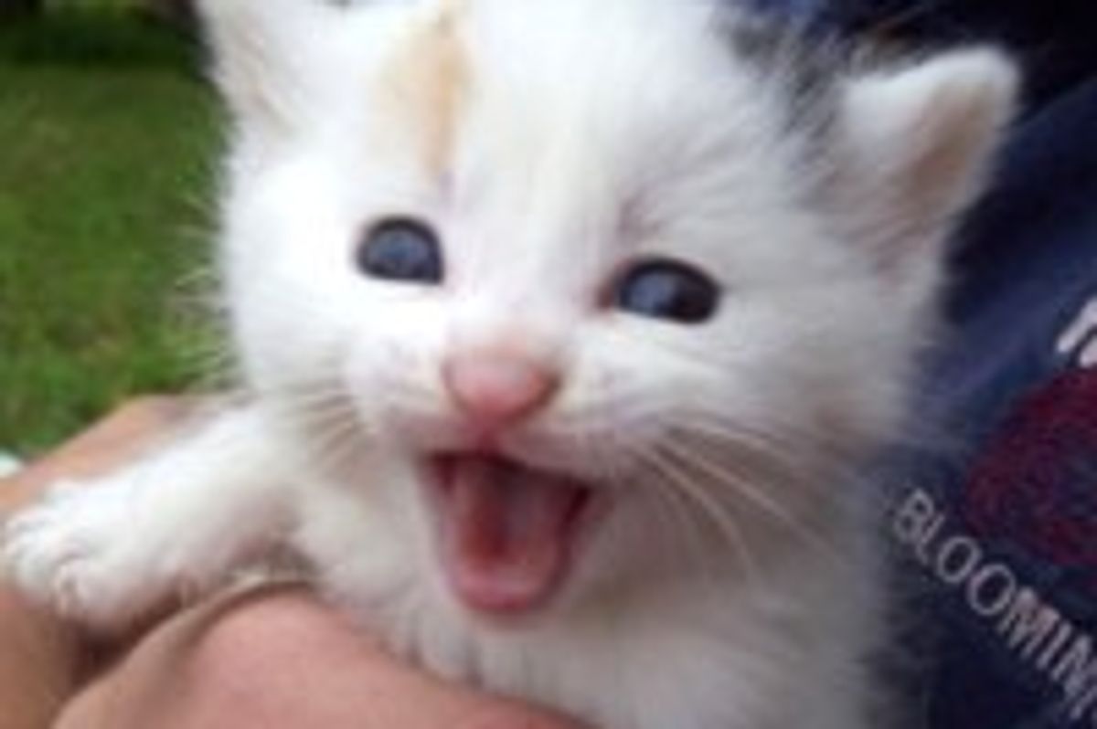 Beauty the Smiley Kitty