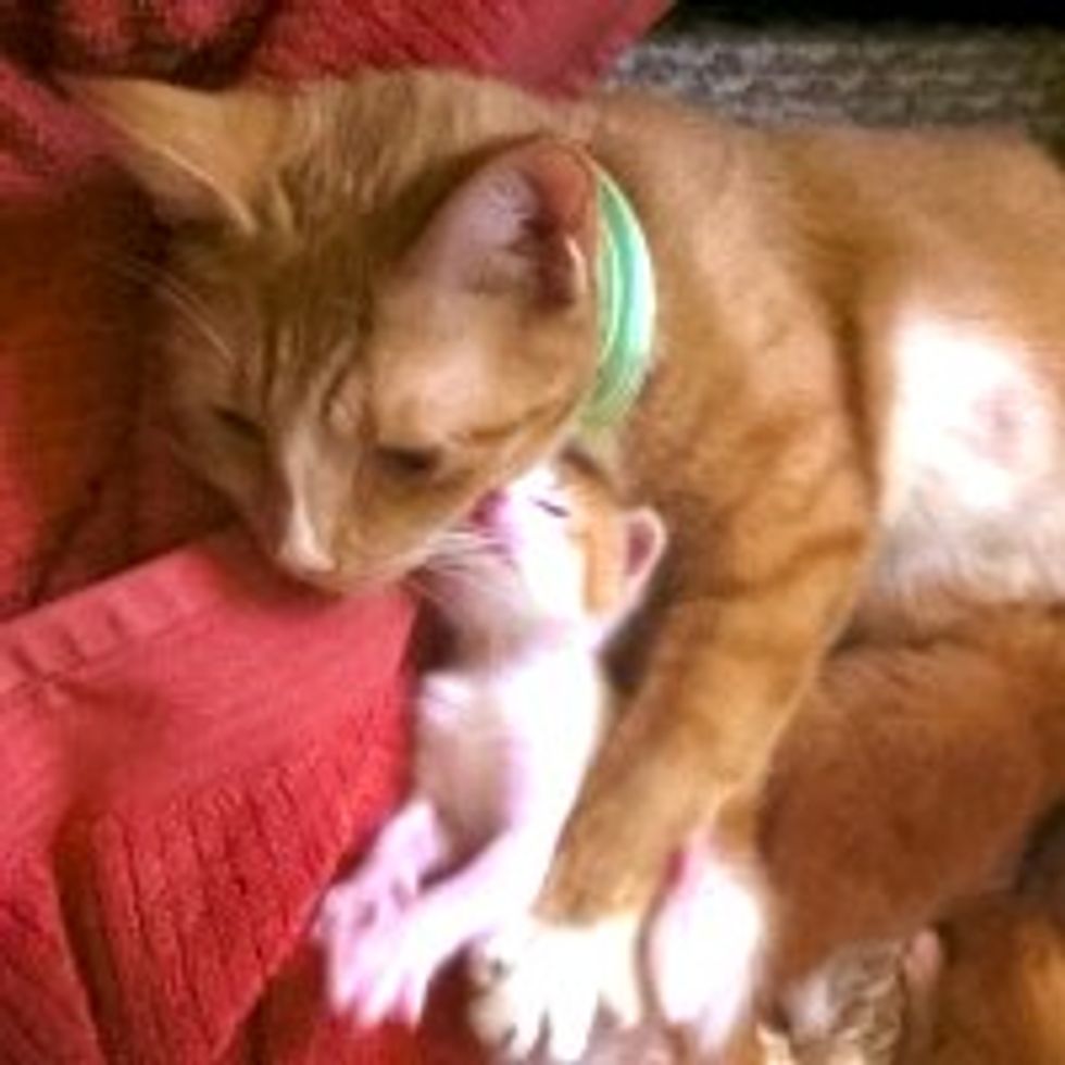 Cat Mama Reunited with Her Kittens Separated by House Fire