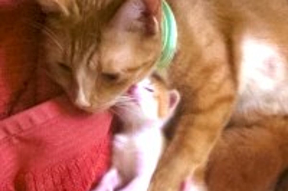 Cat Mama Reunited with Her Kittens Separated by House Fire