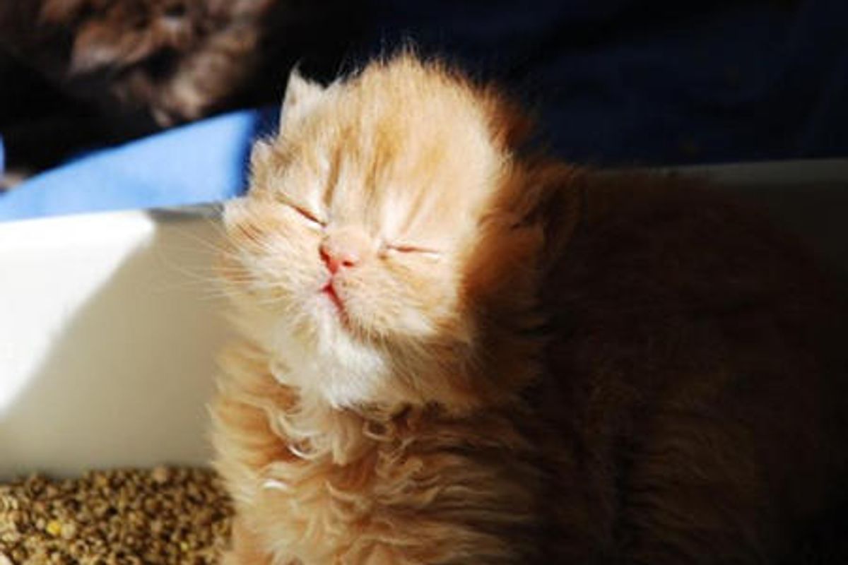 Dusty's First Litter Box Experience