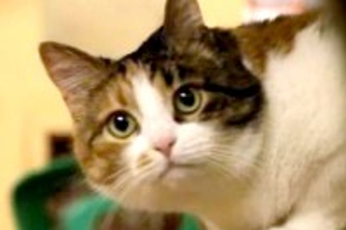 Hermitage Museum Run by 70 Cats