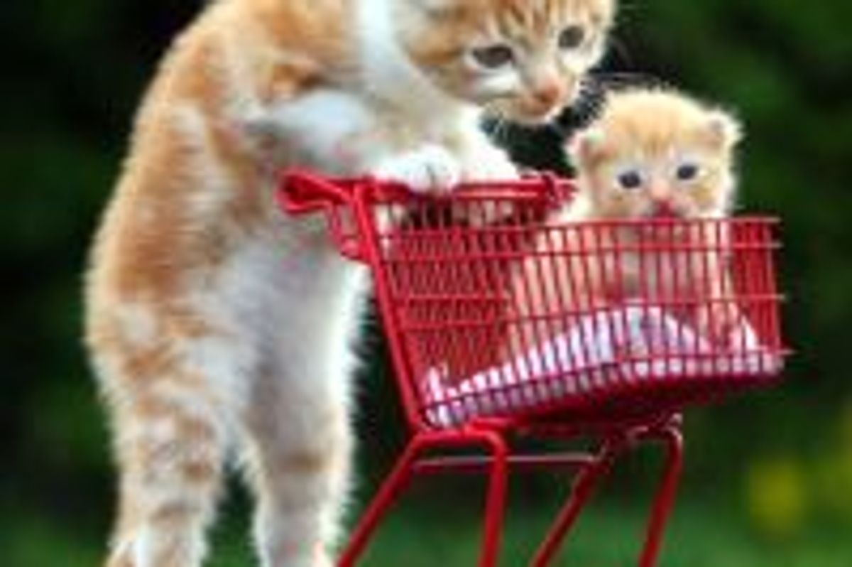 Orphan Kittens Shopping for Good Homes