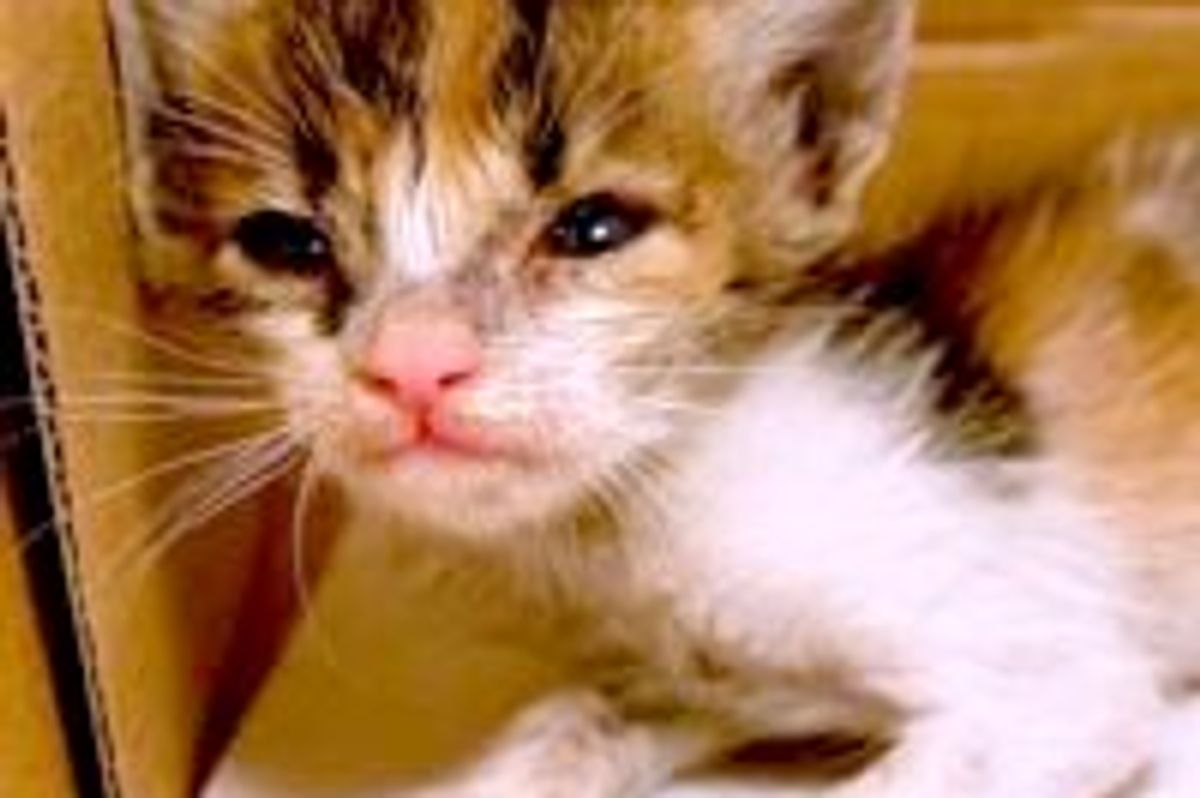 Rescue Kitty from Hopeless to Hopeful