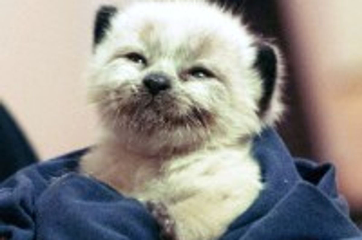 Happy Bottle Kitty Ollie