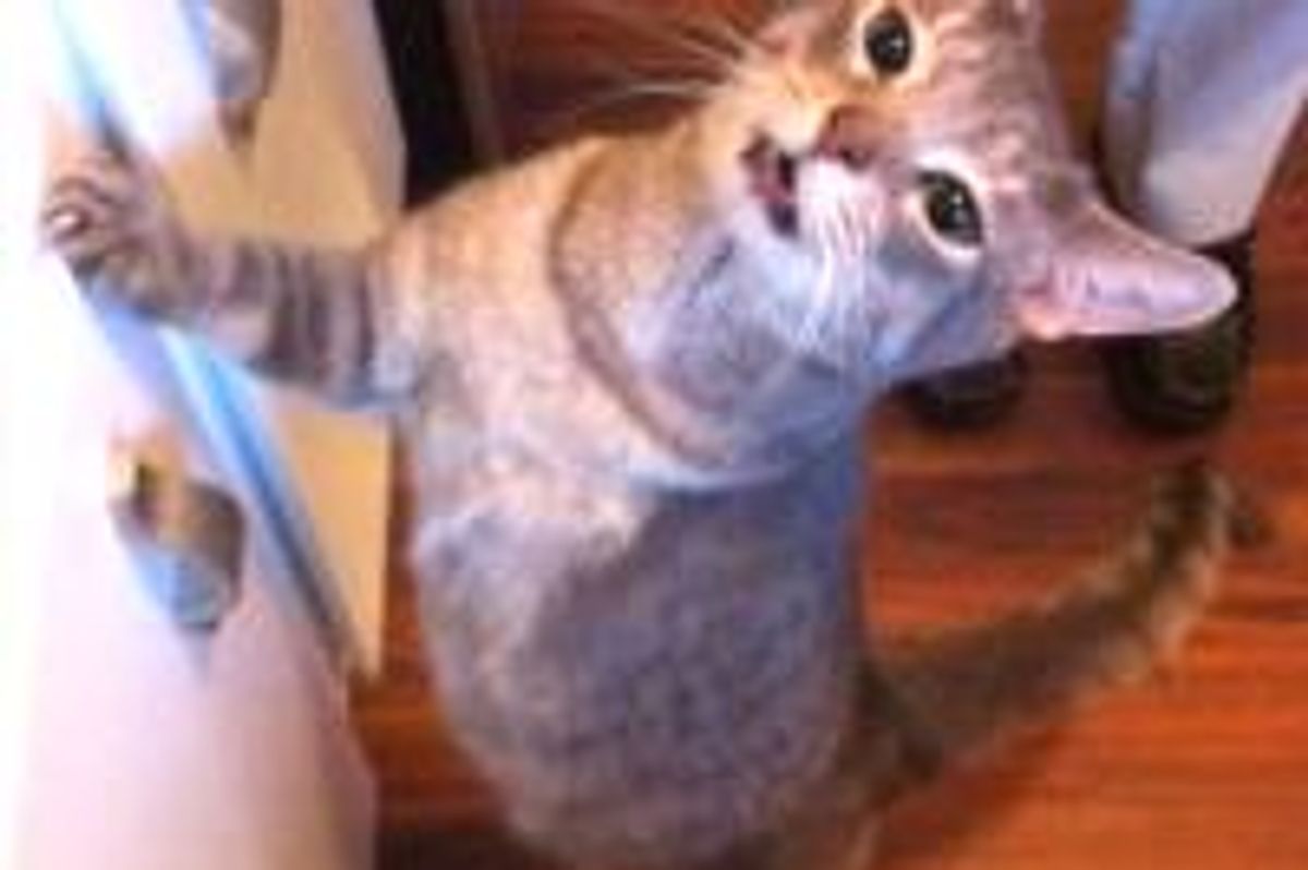 Pythagoras the Happy 3-legged Cat