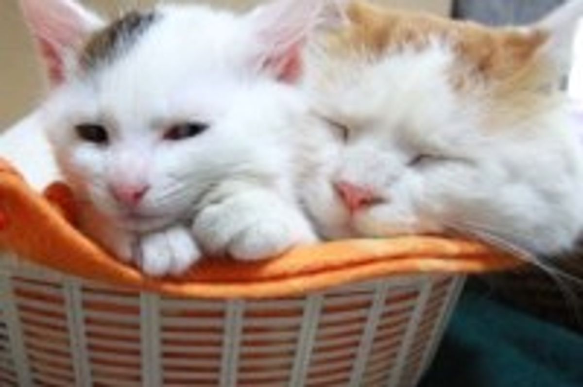 Shiro and Mimi: Sharing Basket