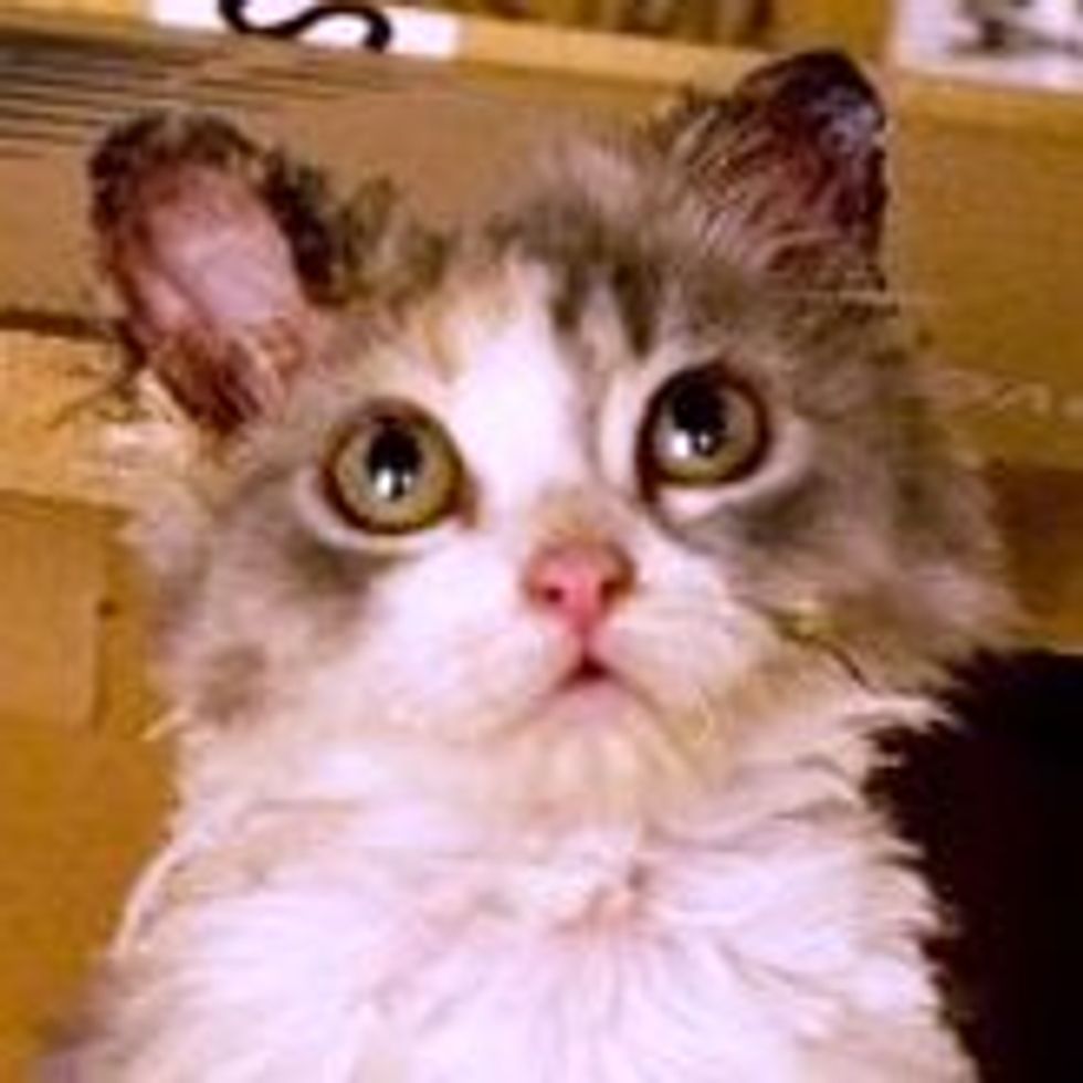Mori the Furry Survivor: Amazing Transformation