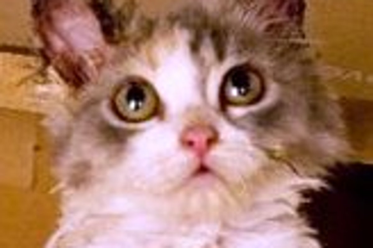 Mori the Furry Survivor: Amazing Transformation