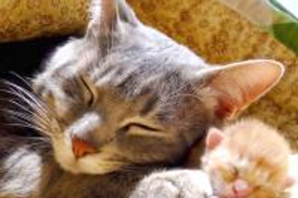 Sweet Moment: Love in Paws