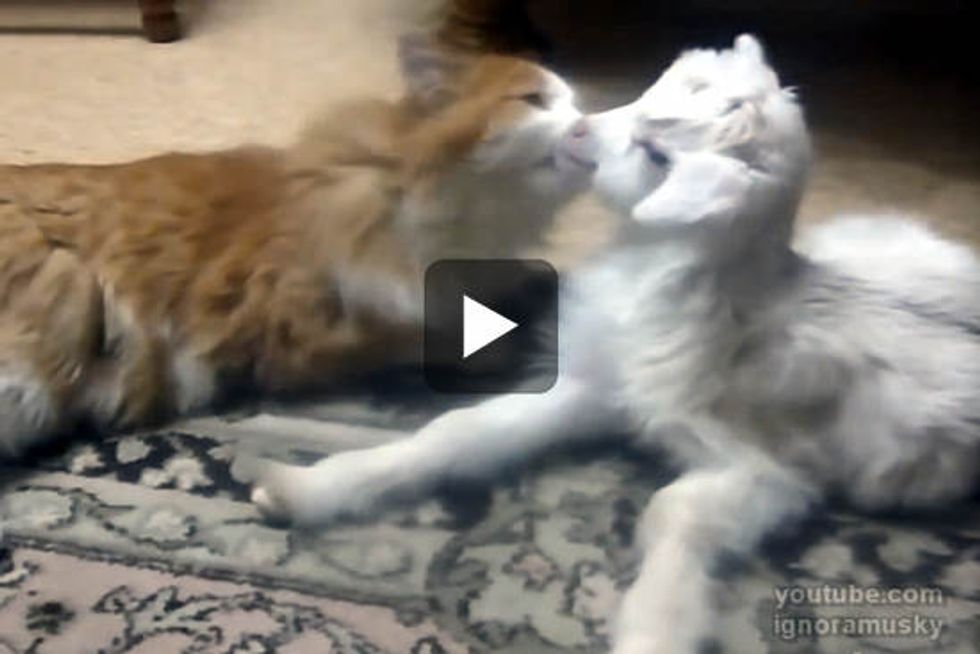 Kitty Bathes Little Goat Baby