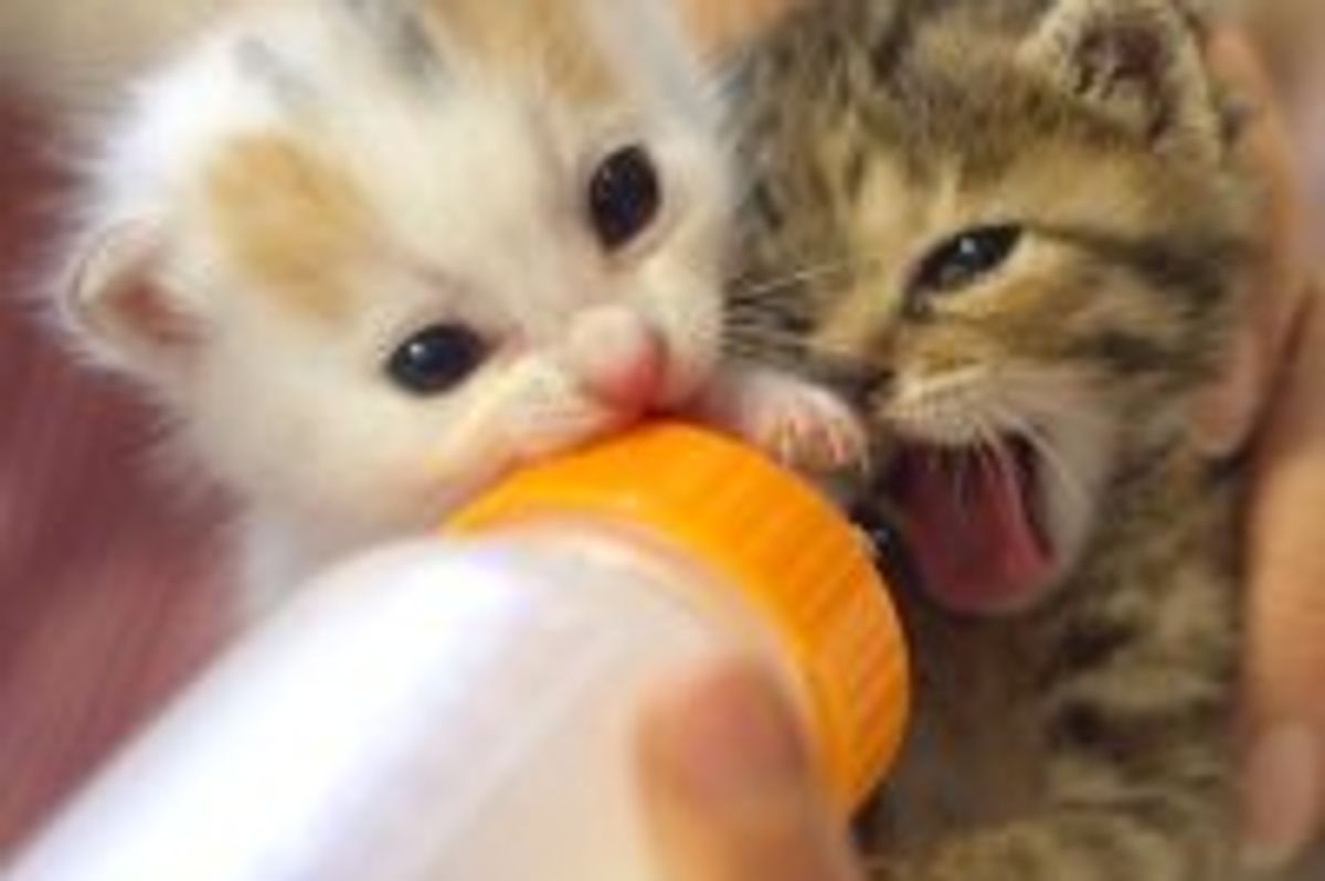 Bottle Feeding Time!