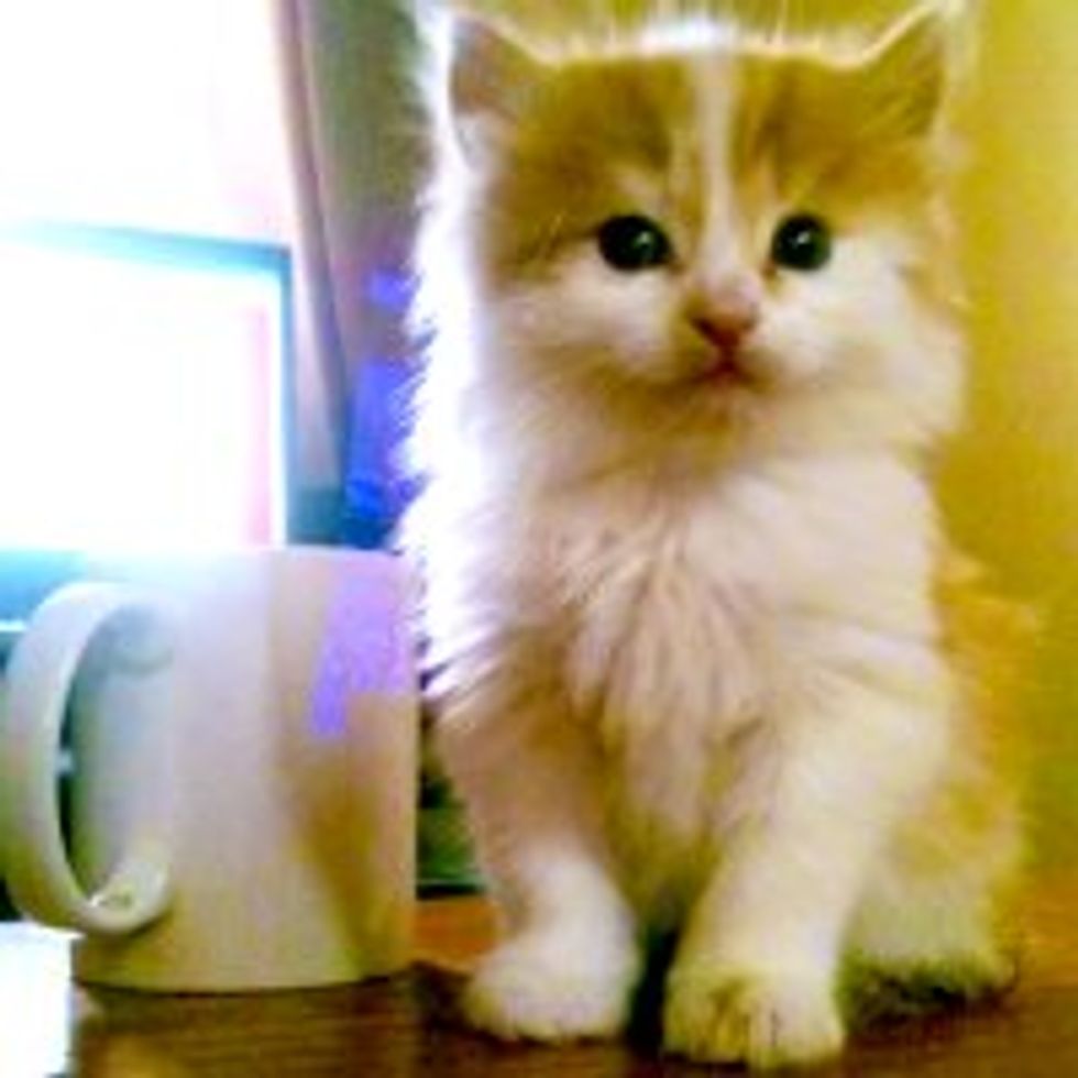 Rescue Kitty from Ragged to Fluffy Happy Boy