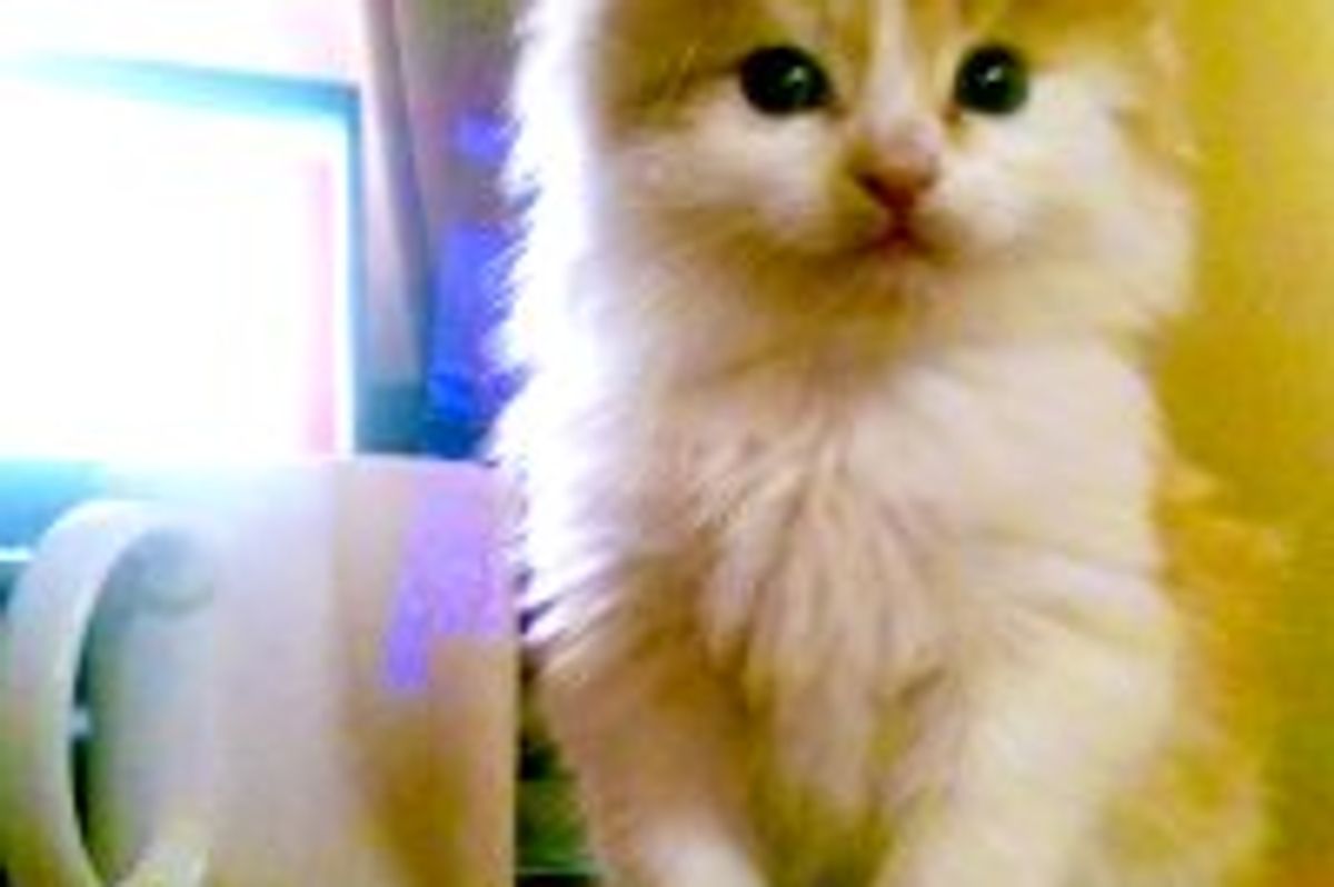 Rescue Kitty from Ragged to Fluffy Happy Boy