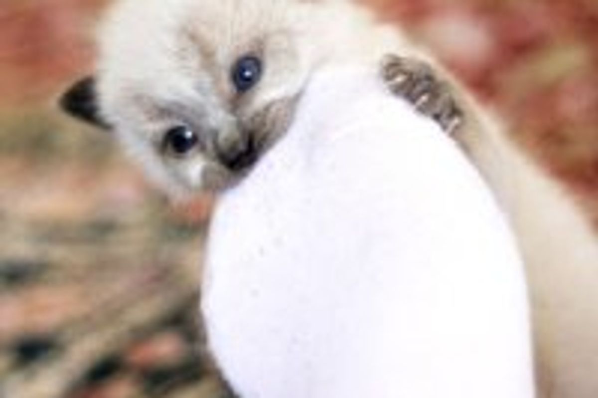 Ollie the Kitty Noms Foot!