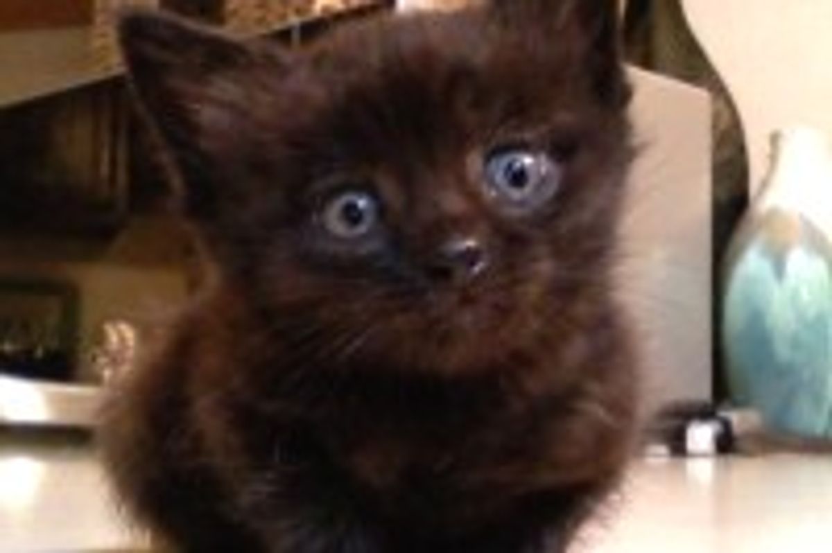 Tiny Kitty Saved from Freezing Cold and Brought Back to Life