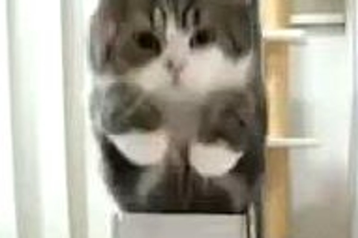 Maru and Large Thin Box