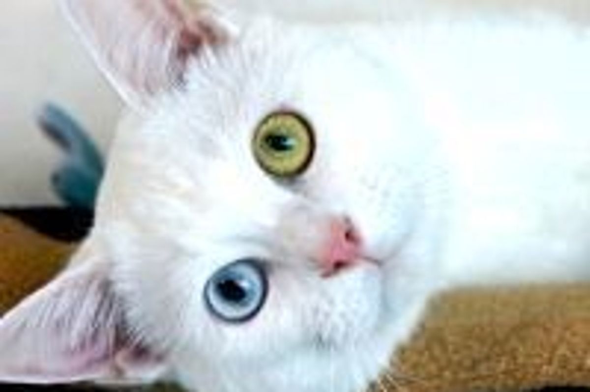 Reynard the Odd-eyed Kitty