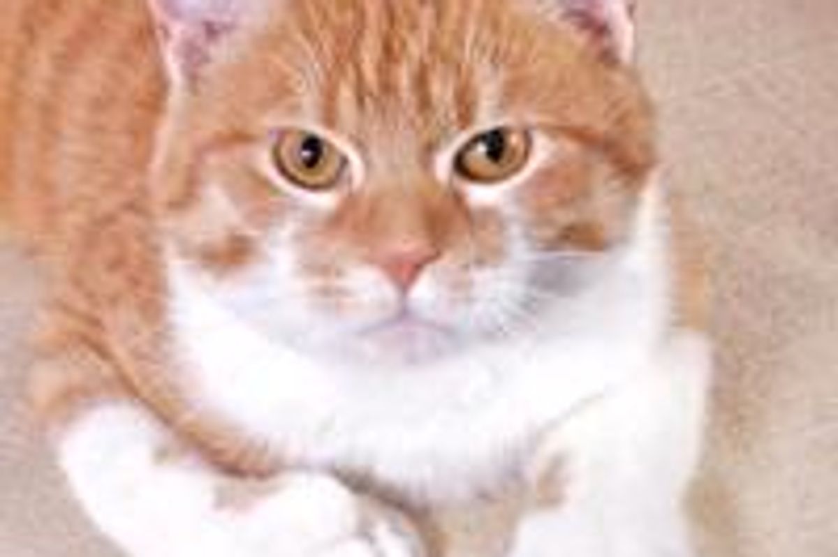 Daniel the Cat with 26 Toes