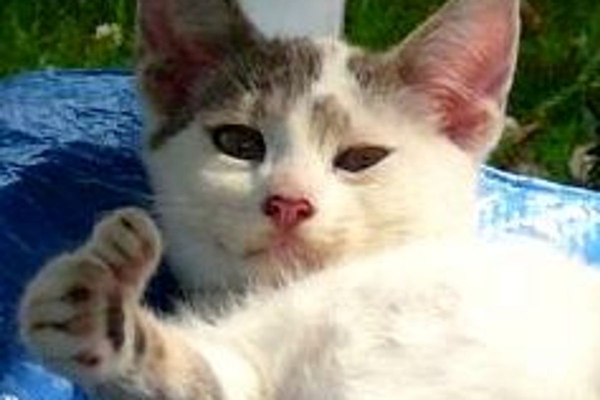 Booboo the Rescue Feral Kitty with Opposable Thumbs