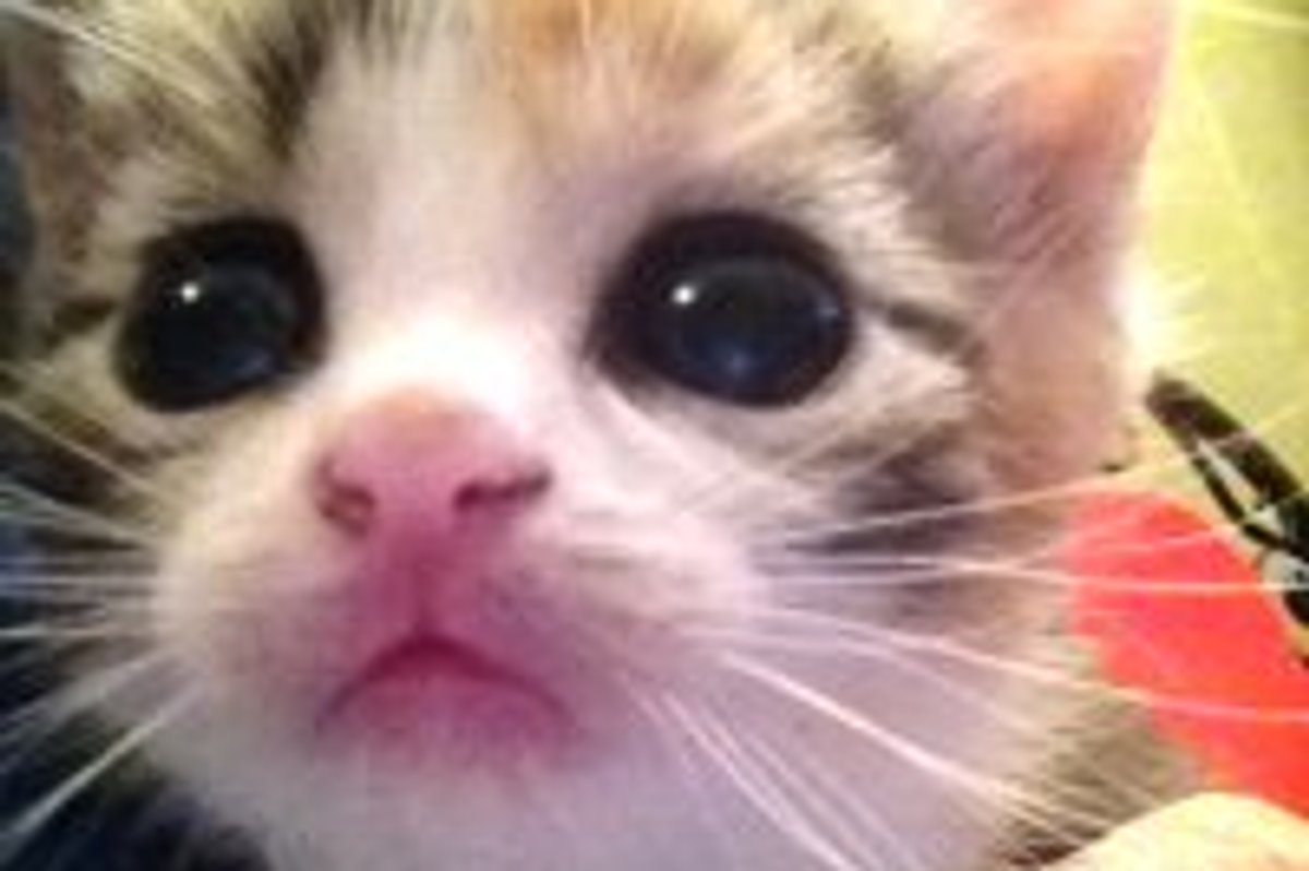 Meet Tiny Tigger