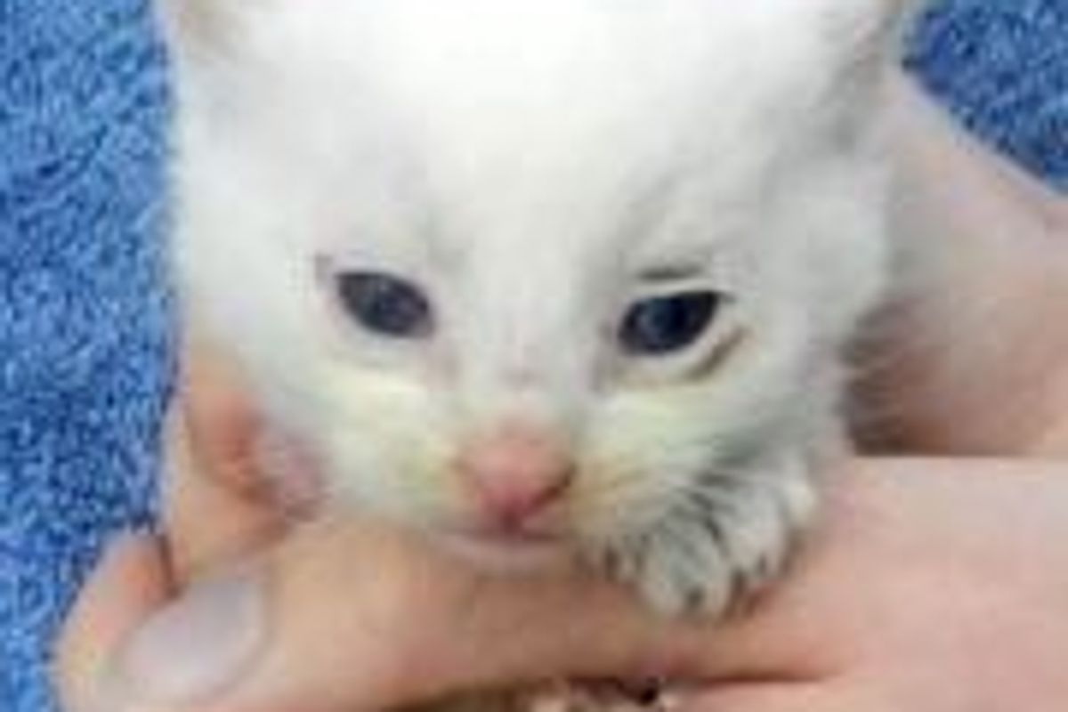 Feral Kitten Given a Second Chance - Then & Now