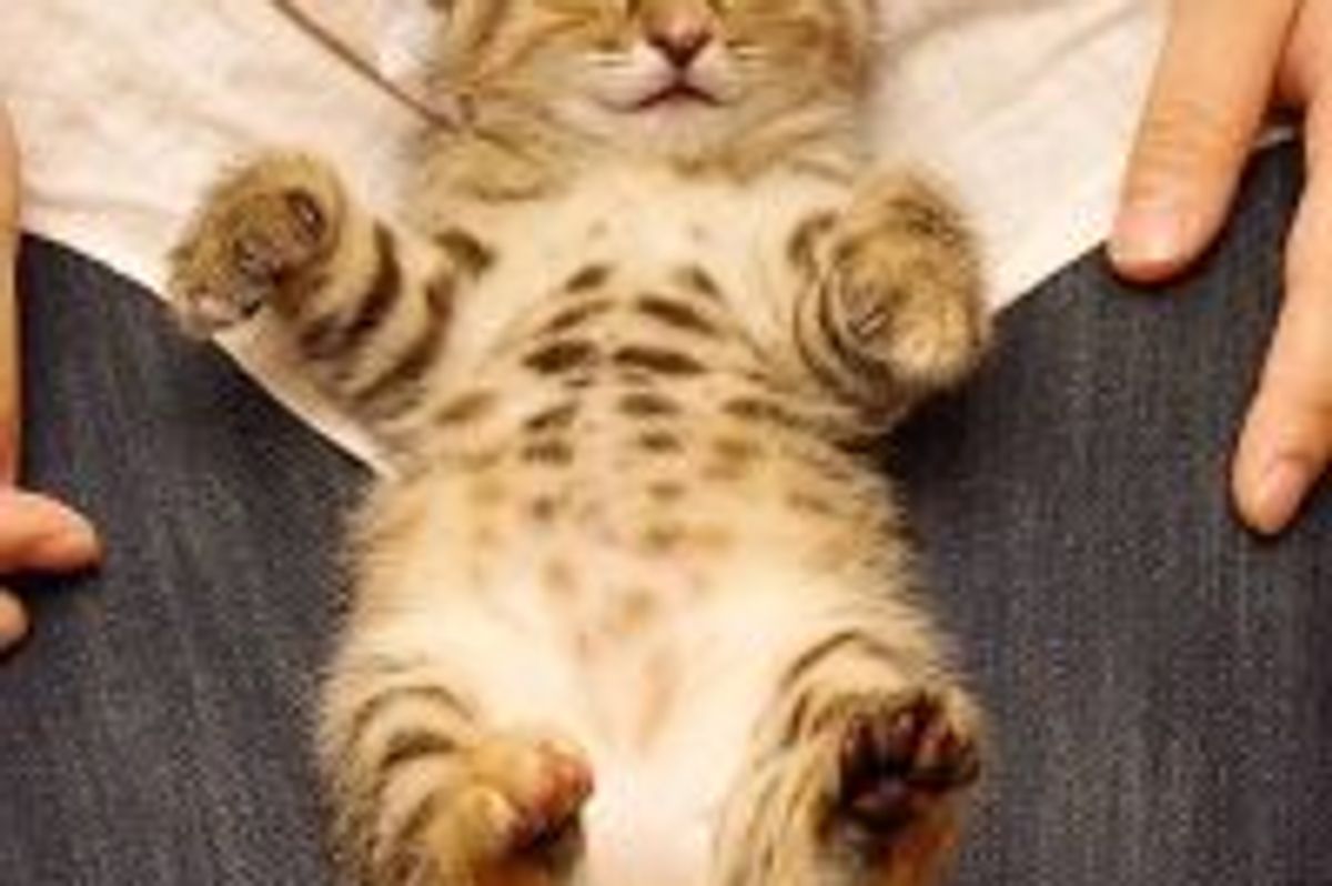 Tabby Found on Door Steps Finds New Home